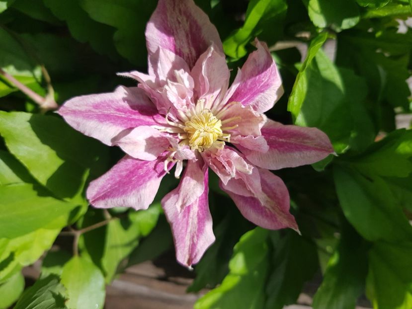  - Clematite 2020-2023