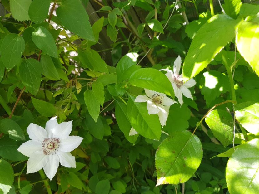  - Clematite 2020-2023
