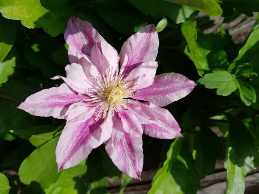  - Clematite 2020-2023