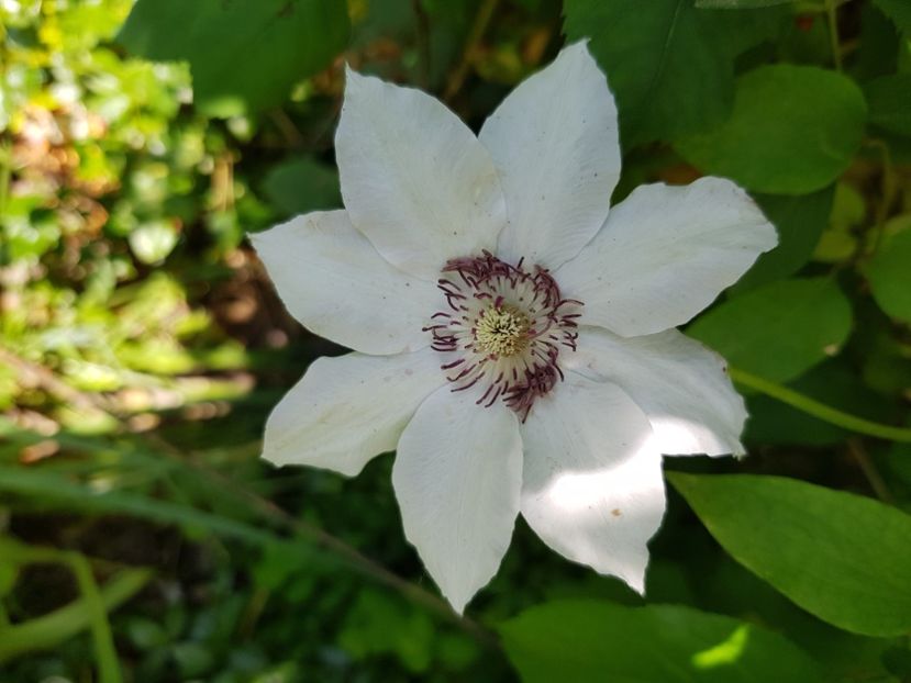  - Clematite 2020-2023