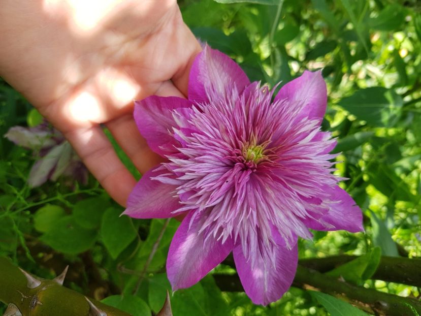  - Clematite 2020-2023