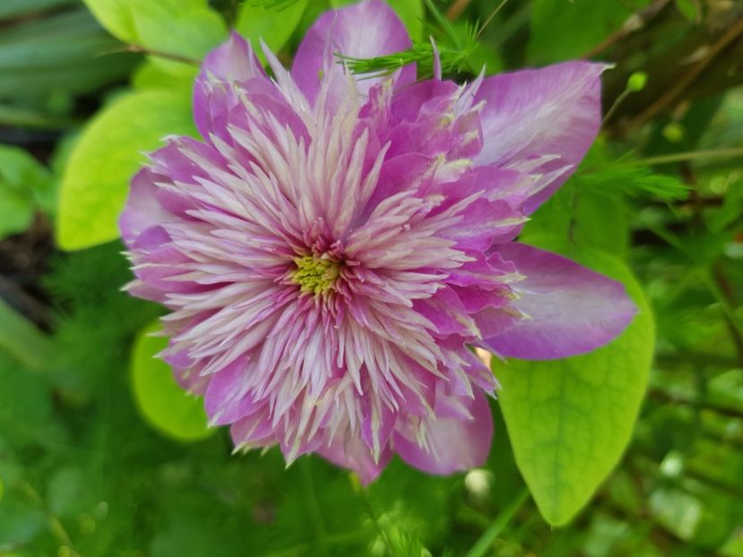  - Clematite 2020-2023