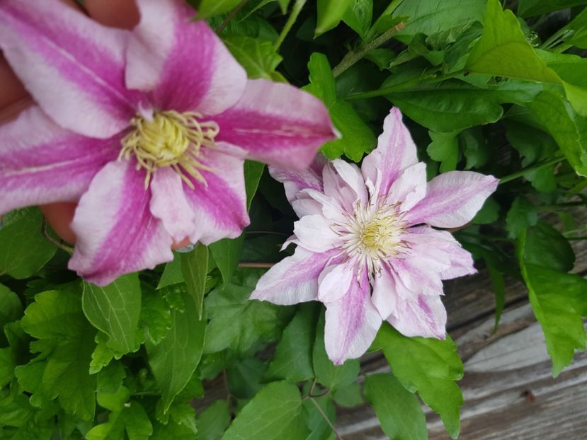  - Clematite 2020-2023