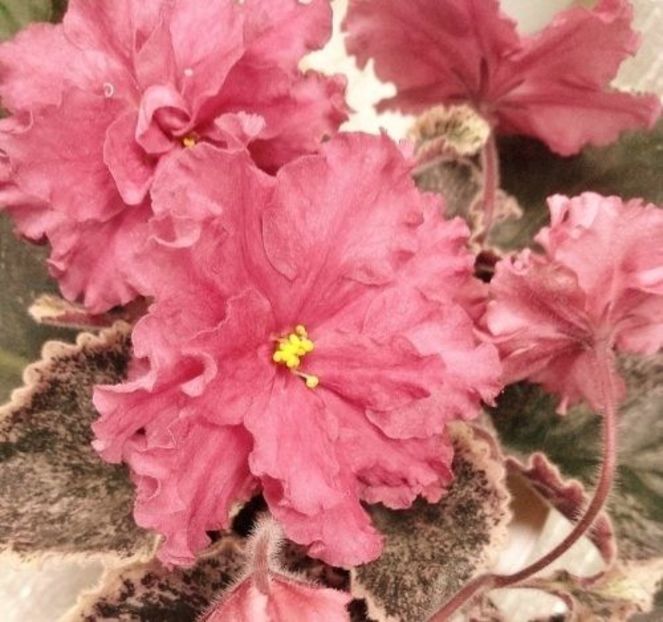 Poză net - EK Red Cat