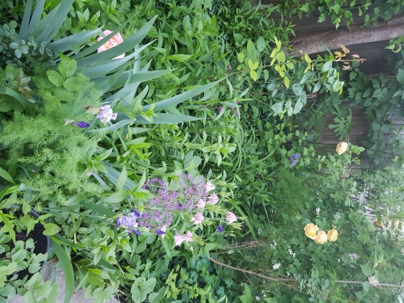  - Allium 2020 21 22