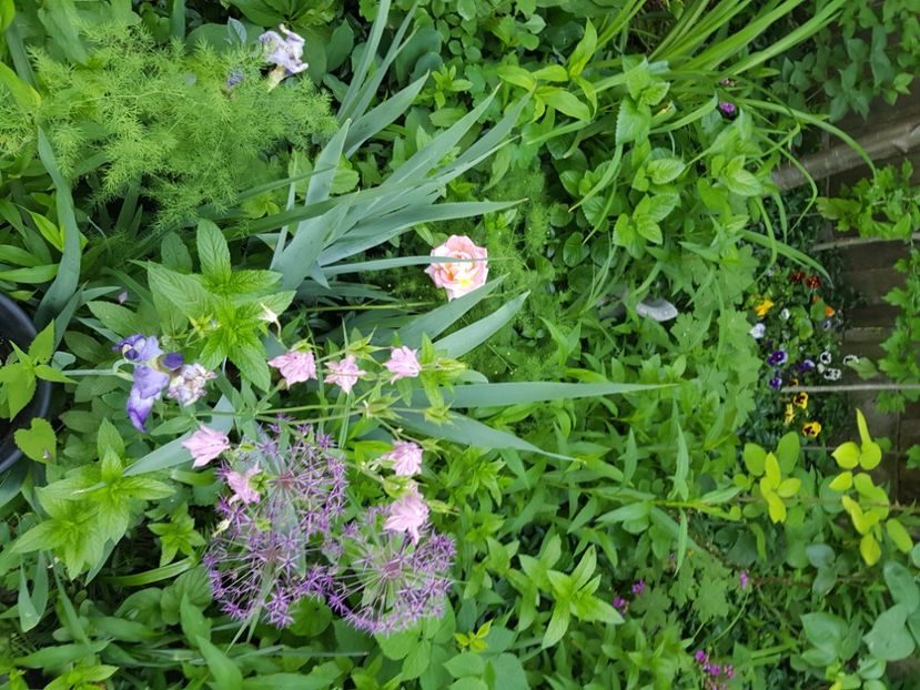  - Allium 2020 21 22