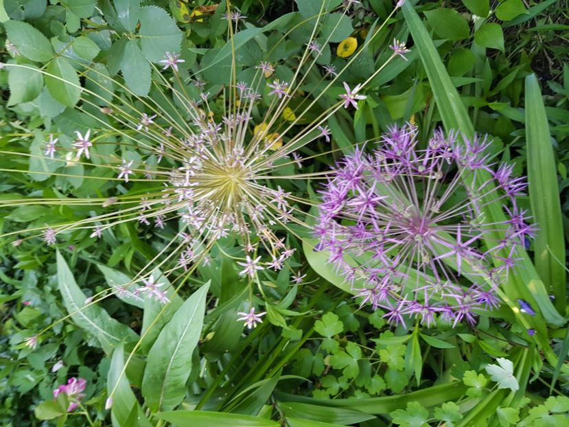  - Allium 2020 21 22