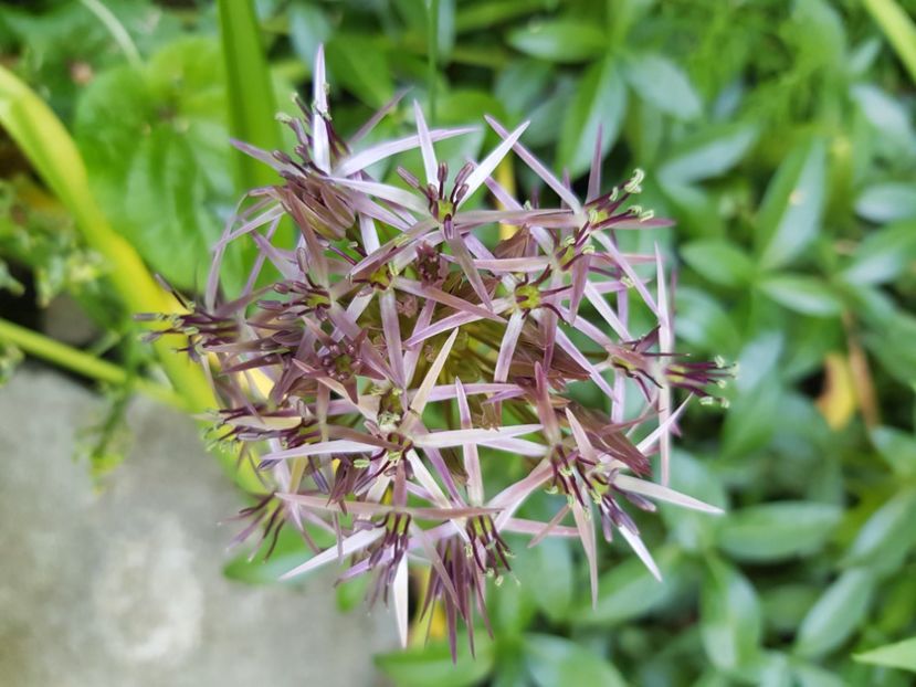  - Allium 2020 21 22