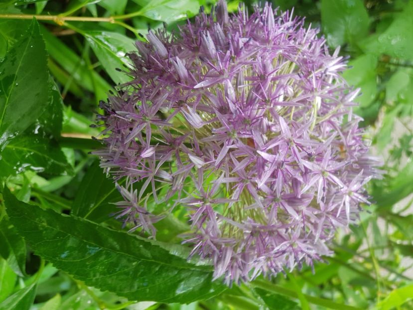 - Allium 2020 21 22