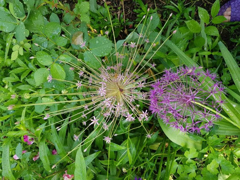  - Allium 2020 21 22