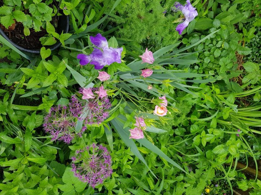  - Allium 2020 21 22