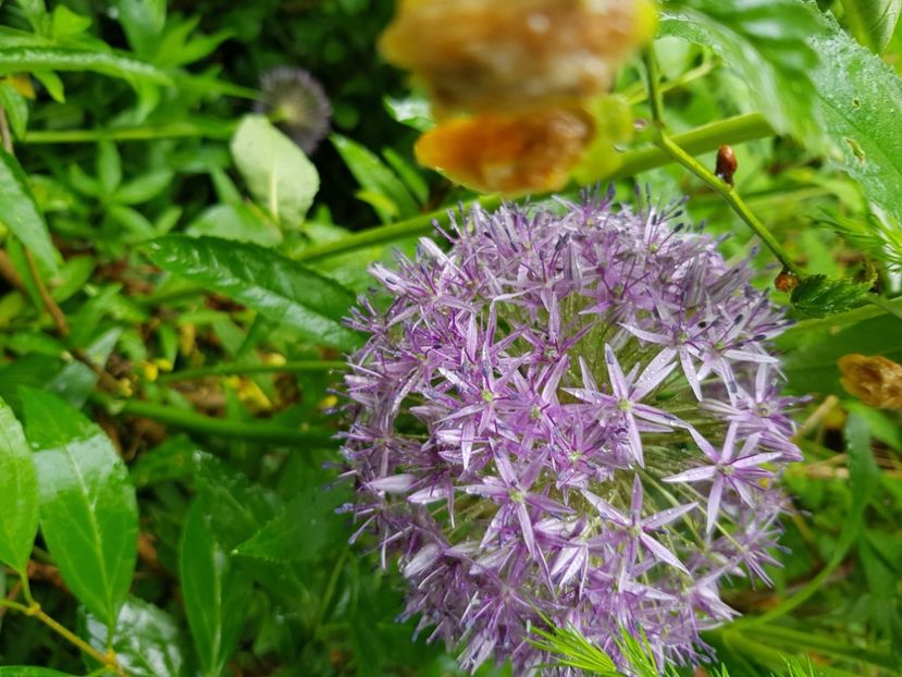  - Allium 2020 21 22