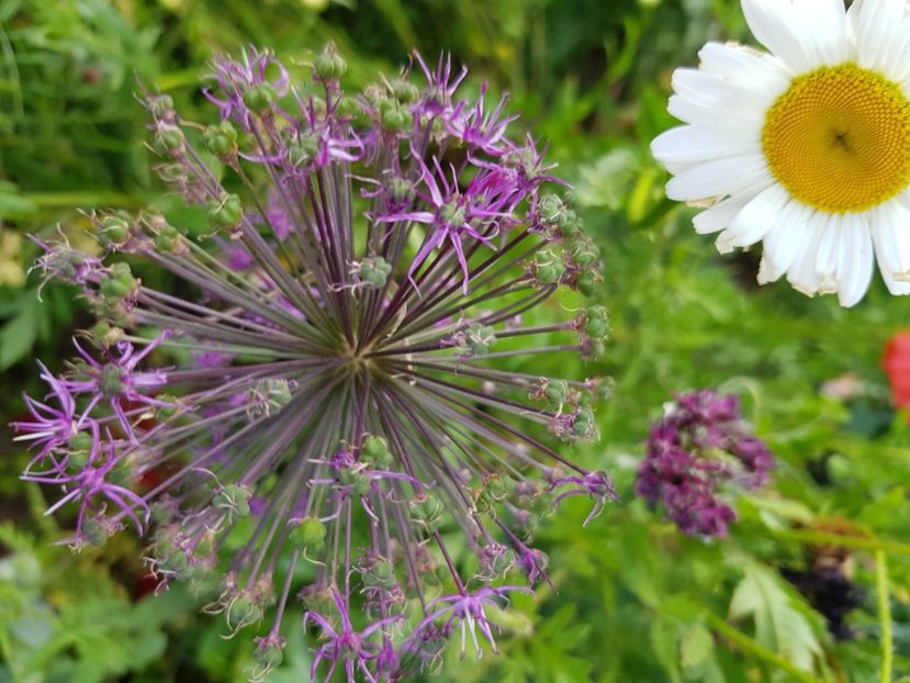  - Allium 2020 21 22