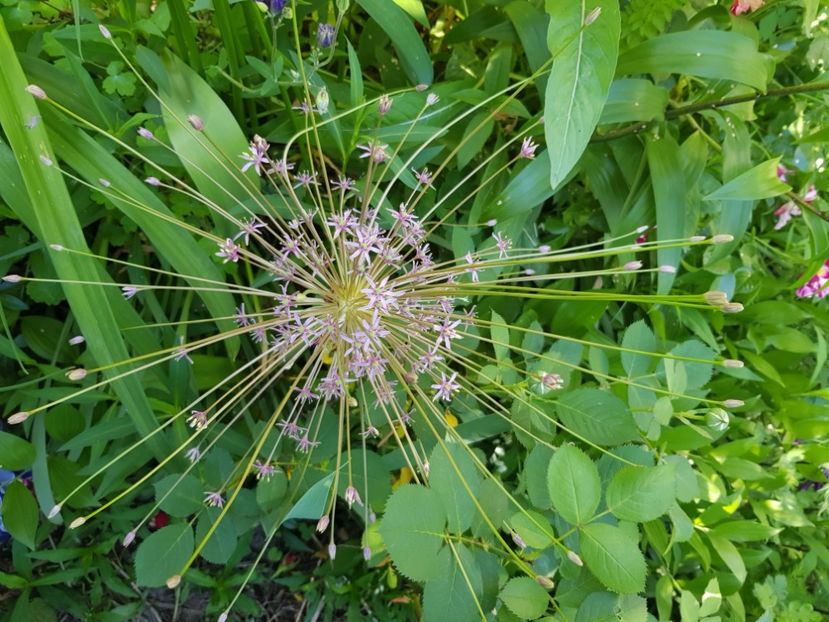  - Allium 2020 21 22