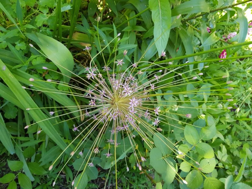  - Allium 2020 21 22