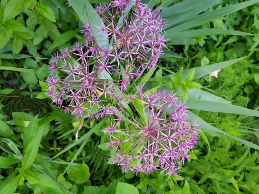  - Allium 2020 21 22