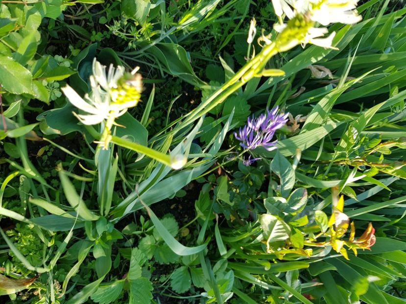  - Allium 2020 21 22