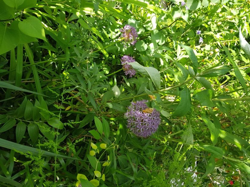  - Allium 2020 21 22