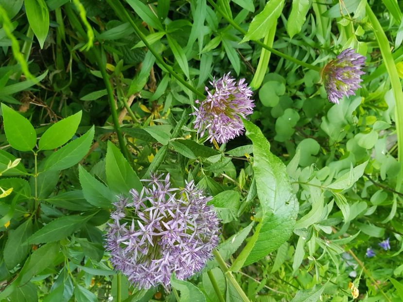  - Allium 2020 21 22