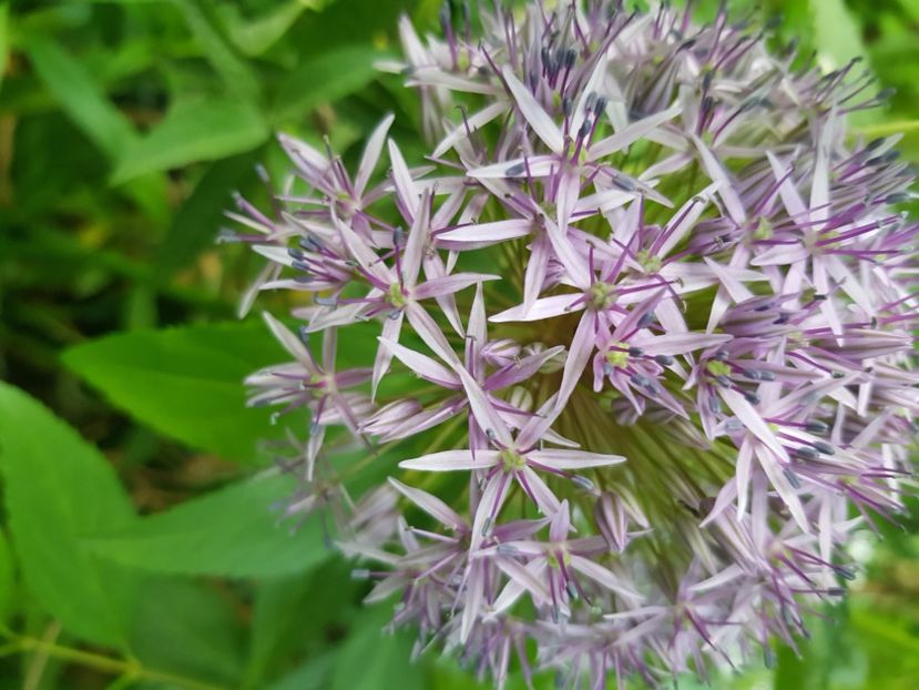  - Allium 2020 21 22