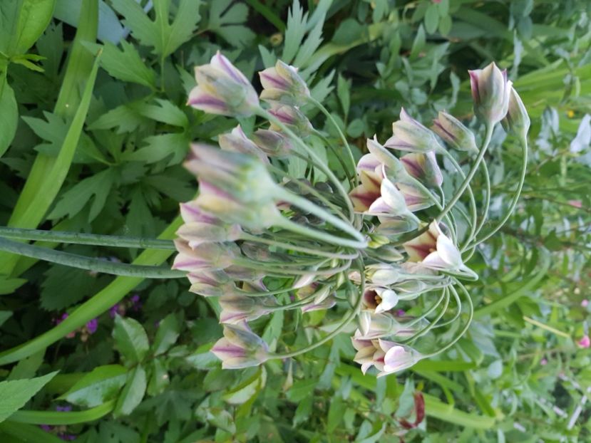  - Allium 2020 21 22