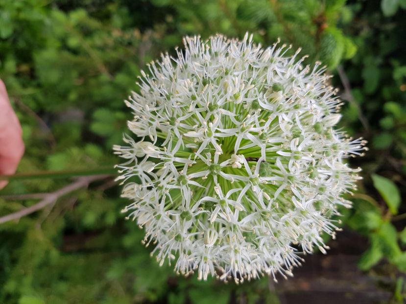  - Allium 2020 21 22