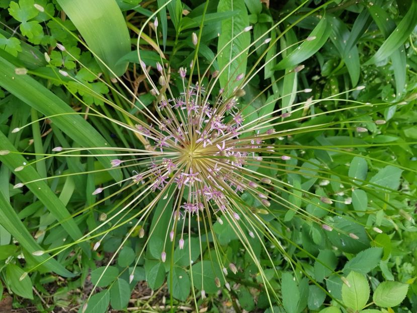  - Allium 2020 21 22