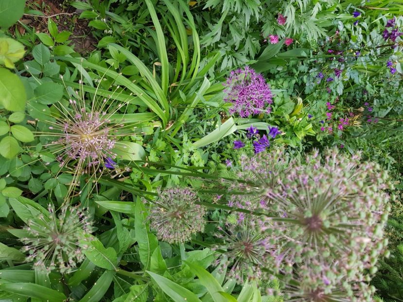  - Allium 2020 21 22