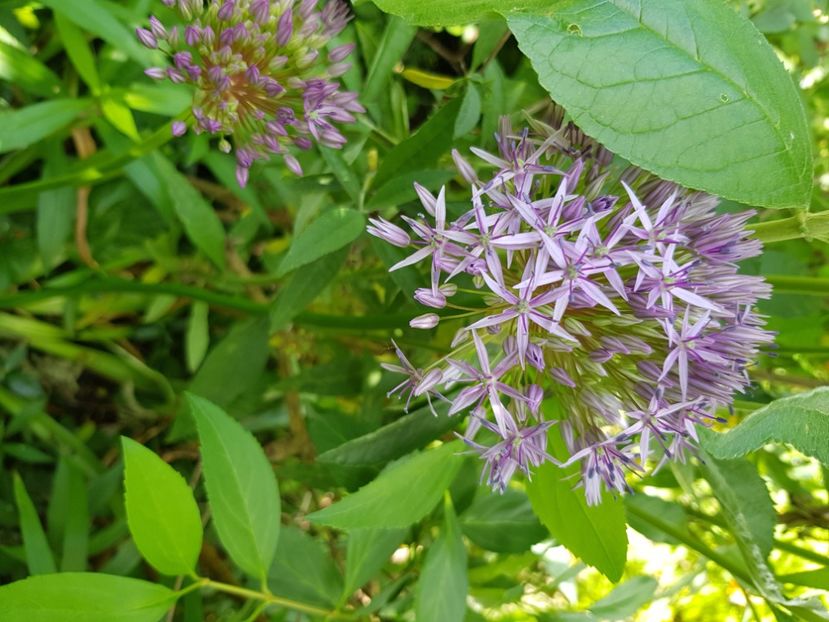  - Allium 2020 21 22