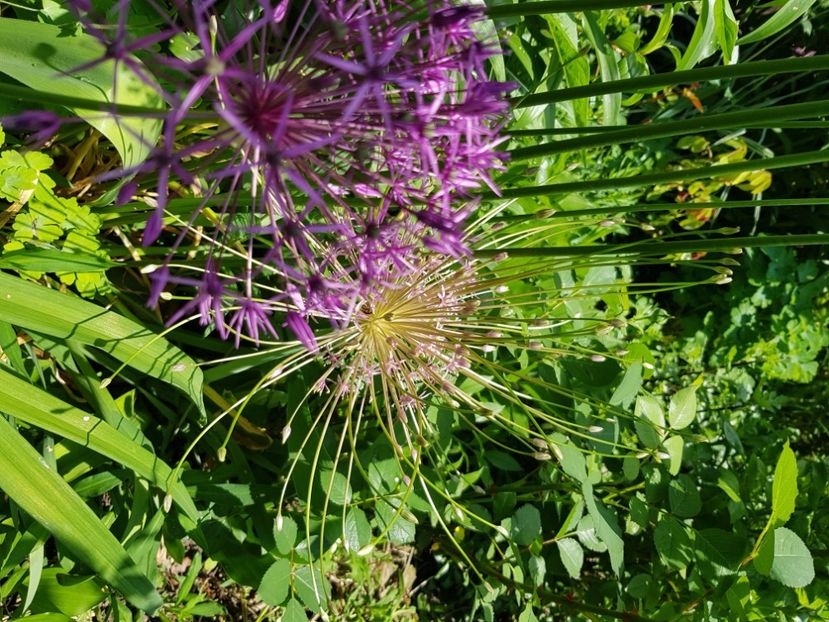  - Allium 2020 21 22