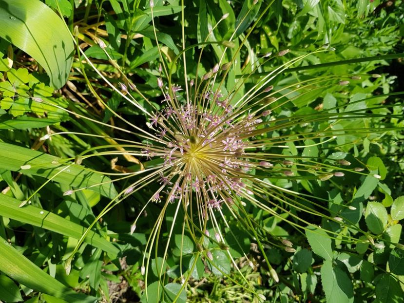  - Allium 2020 21 22