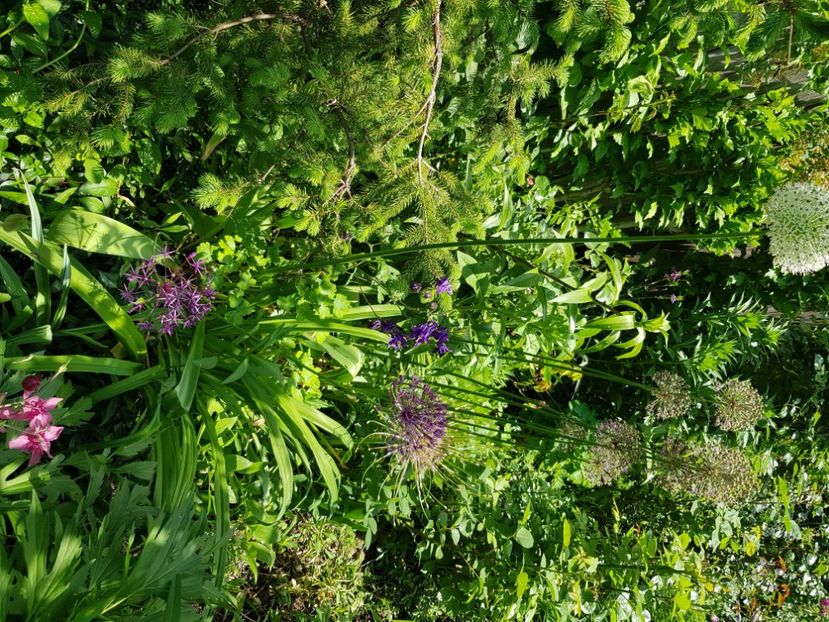  - Allium 2020 21 22