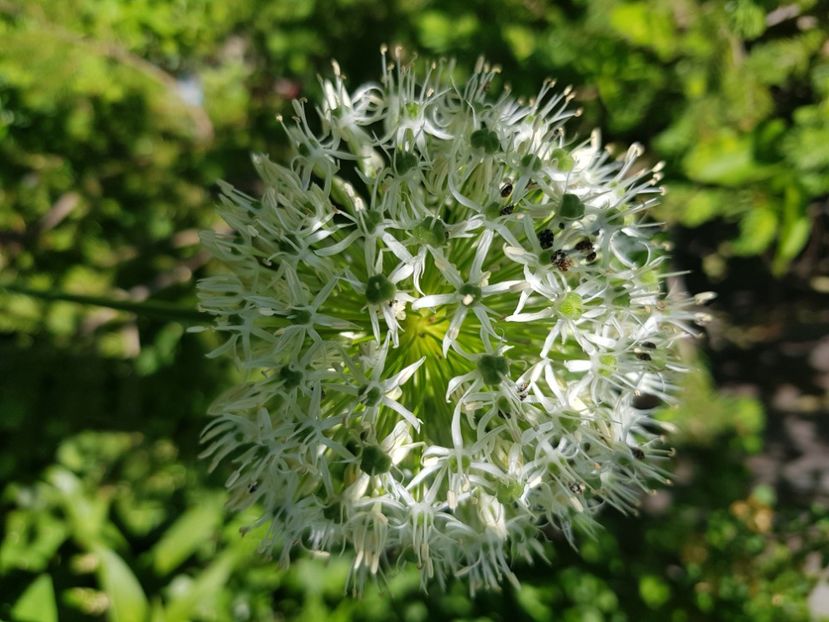  - Allium 2020 21 22