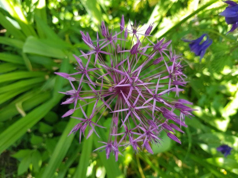  - Allium 2020 21 22