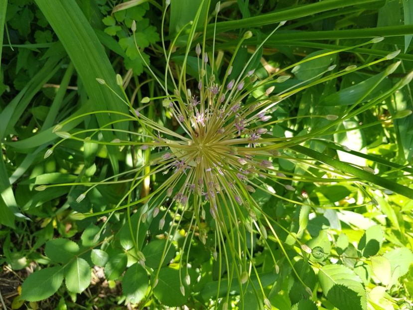  - Allium 2020 21 22