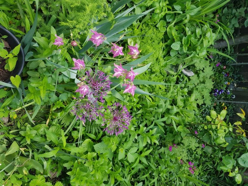  - Allium 2020 21 22