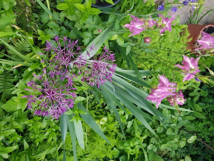  - Allium 2020 21 22