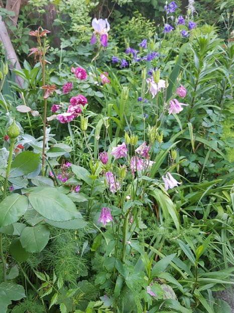  - Caldaruse 2020-2023