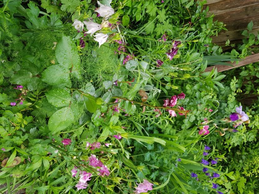  - Caldaruse 2020-2023