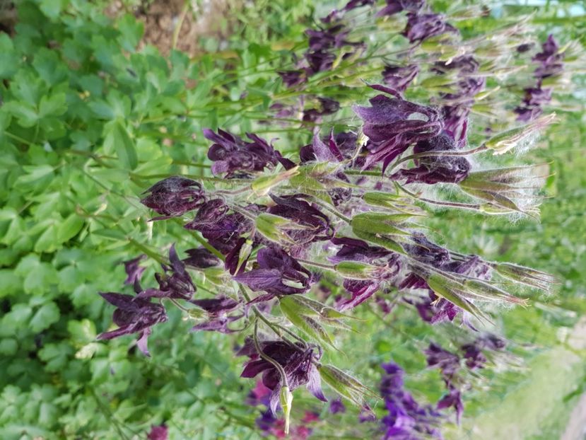  - Caldaruse 2020-2023