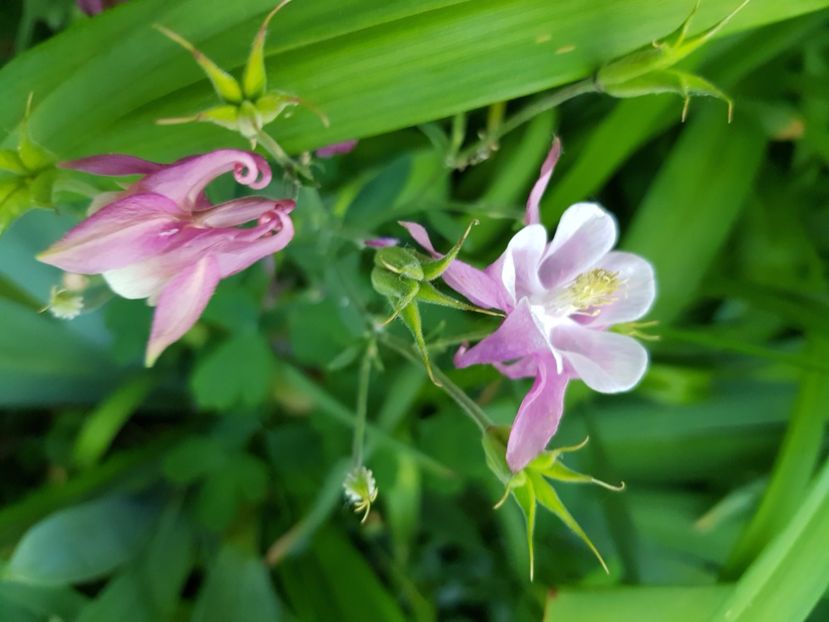  - Caldaruse 2020-2023