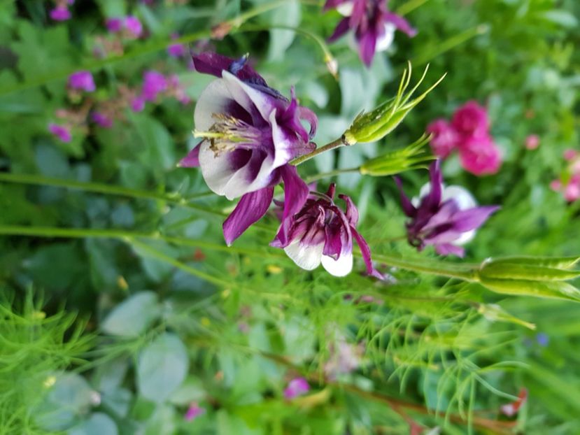  - Caldaruse 2020-2023