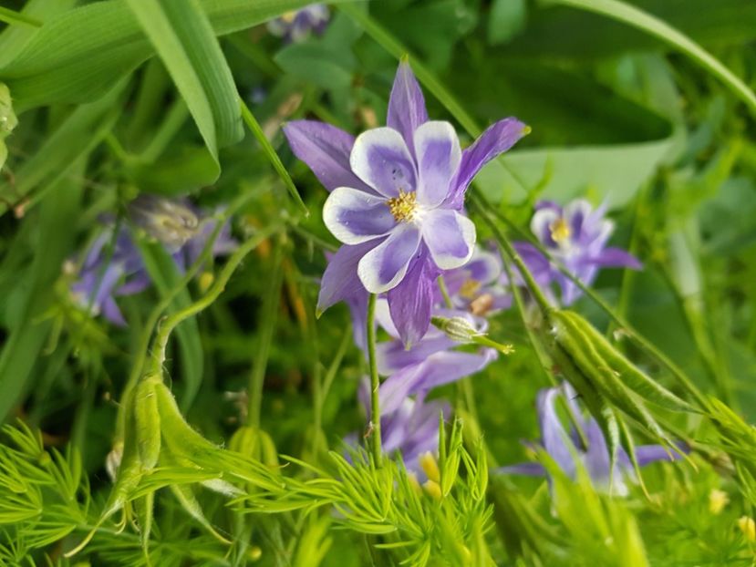  - Caldaruse 2020-2023