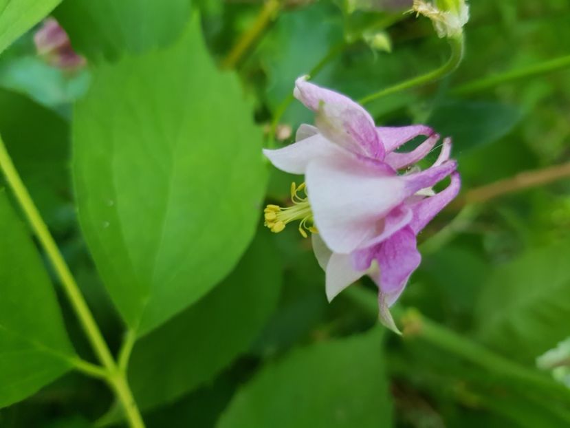  - Caldaruse 2020-2023