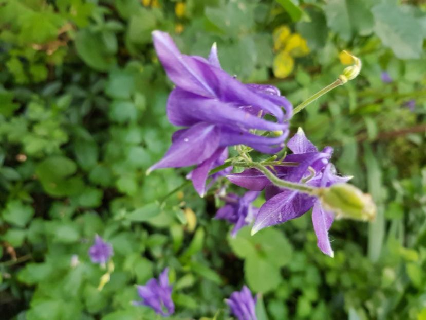  - Caldaruse 2020-2023