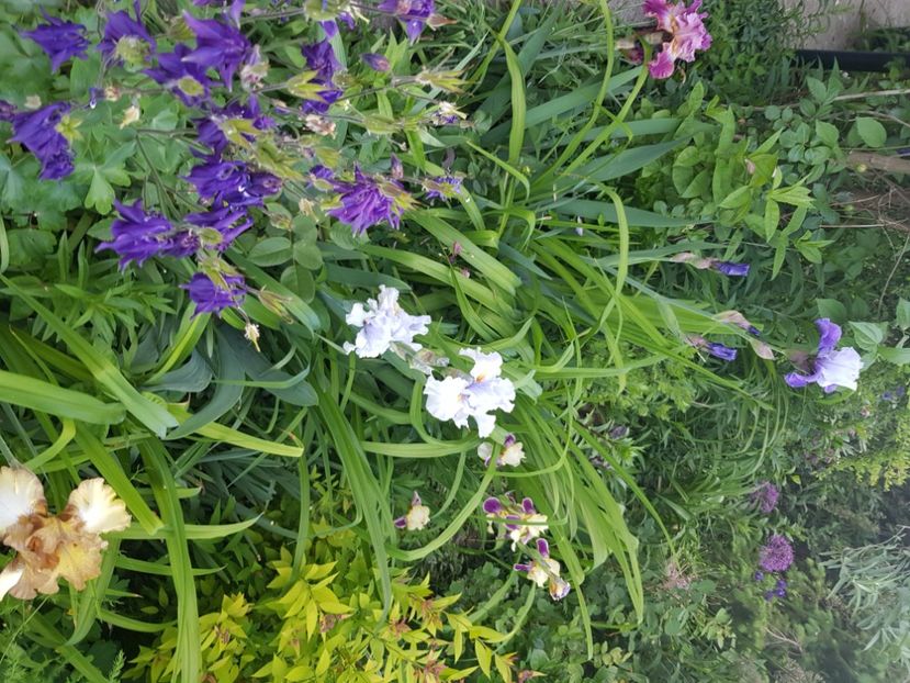  - Caldaruse 2020-2023