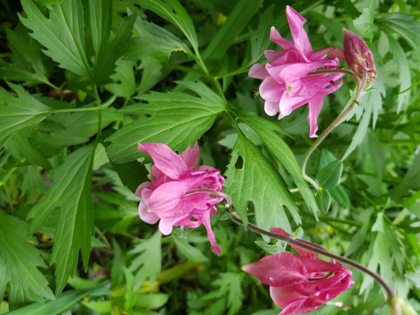  - Caldaruse 2020-2023