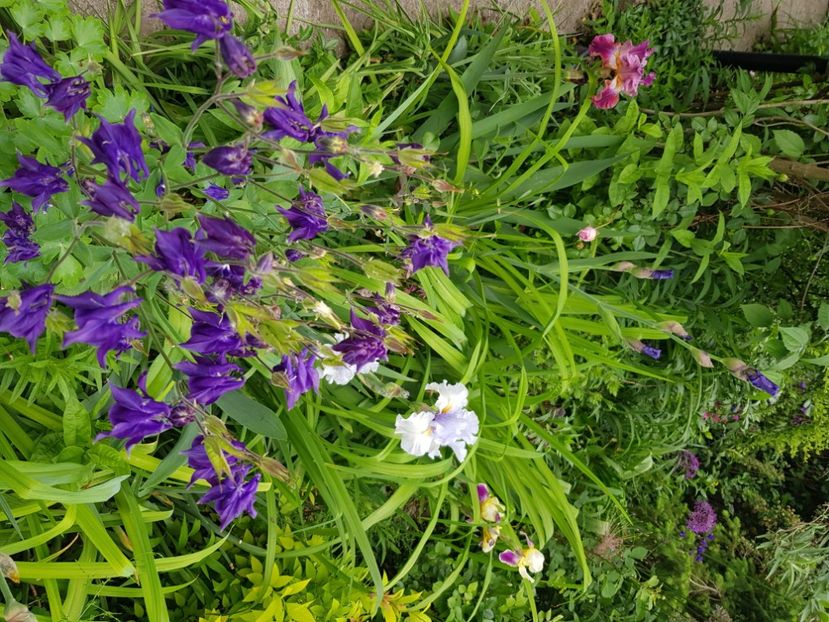  - Caldaruse 2020-2023