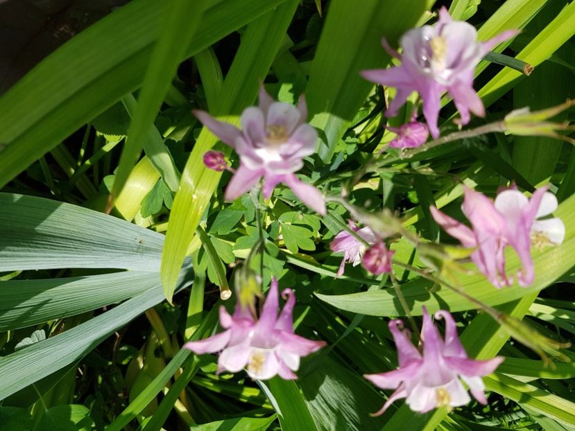  - Caldaruse 2020-2023