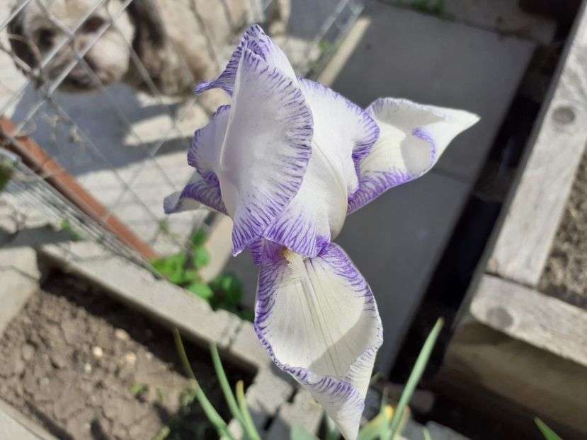 Ma mie - Iris 2021